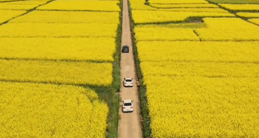 春满花田，，，，，一赏优美，，，，，不负好时光（春游）